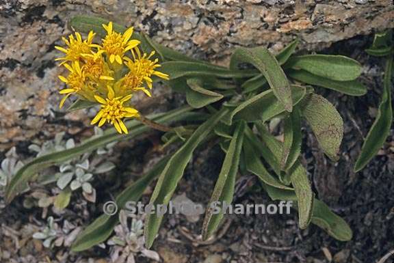 solidago multiradiata 6 graphic